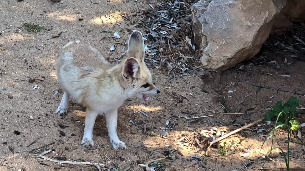 Fennec fox, the smallest canid on Earth, seen at Attica Zoological Park