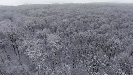 winter forest in snow