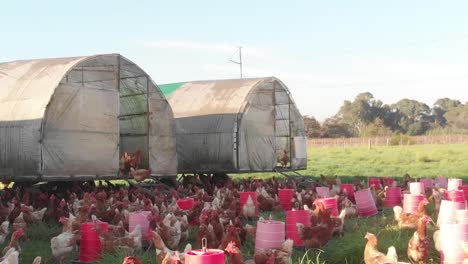 Drone-shot-of-Chicken-coop,-and-chickens-running-around-in-front-of-the-coop