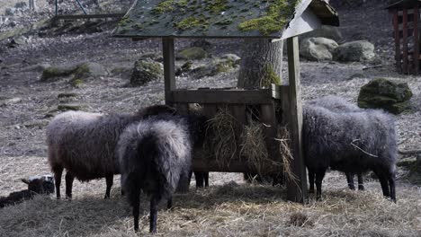 tiro de telefoto de animales en la granja - ovejas negras con corderos bebés comiendo heno de hierba seca del comedero - oveja negra oveja y carnero comiendo del comedero de heno de madera durante el día