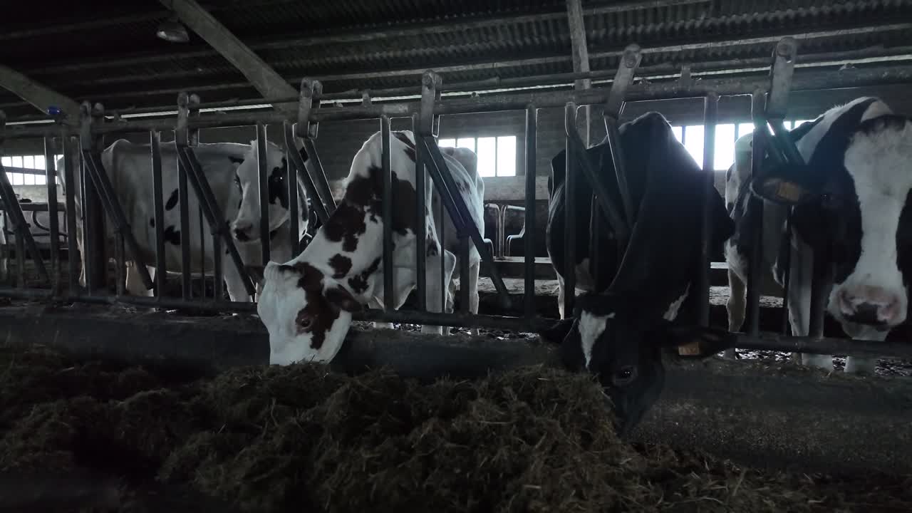 Slow motion footage of farm cows feeding indoors on straw during winter months