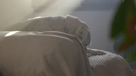 adorable white albino boxer dog enjoying chewy bone treat sitting on comfy sunlit chair