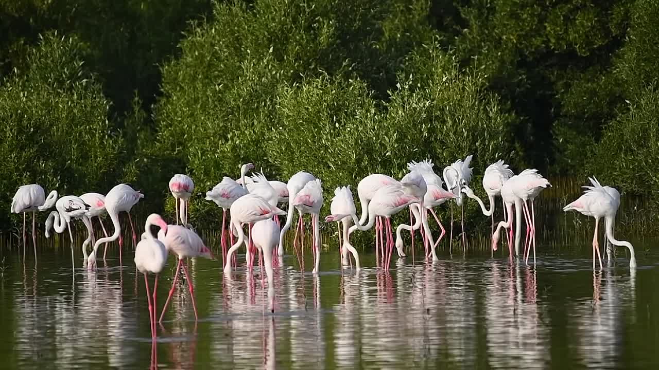 카리브 해 핑크 플라밍고 (caribbean pink flamingo) 는 아랍에미리트의 두바이에 있는 습지 보호구역인 라스 알 호르 야생 동물 보호구역 (ras al khor wildlife sanctuary) 에서 발견되었다.