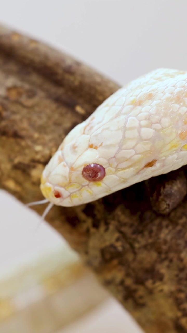 Un serpent des blés albinos se déplace le long d'une branche en gros plan, mettant en évidence ses écailles uniques et ses yeux vifs.