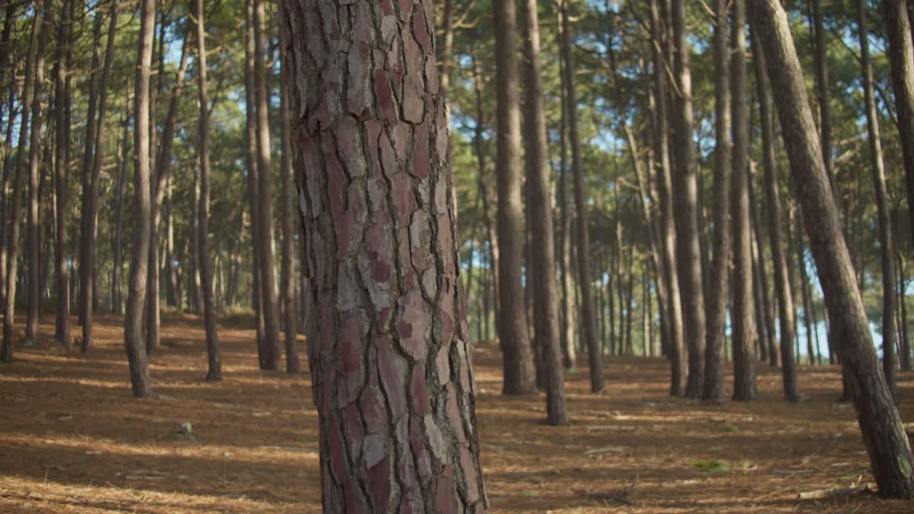 Clear pine tree forest on sunny bright day, pan left and up shot