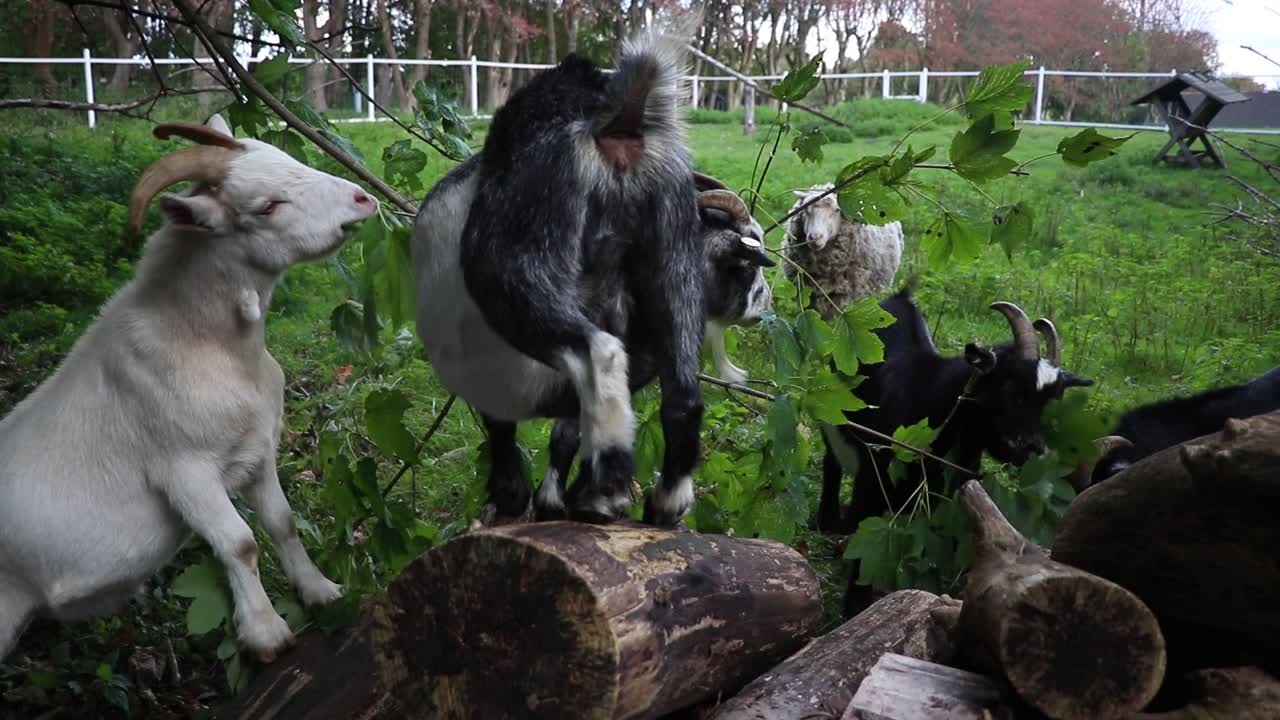 Goats eating leaves in natural environment