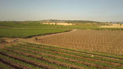 vineyard landscape aerial view