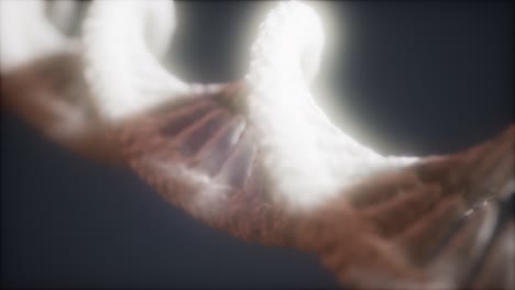 dna 이중 나선 애니메이션의 루프 가능한 구조