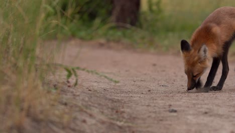 closeup view of red fox digging