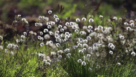 Hasenschwanz-Wollgras,-Büschel-Wollgras,-Hasenschwanz-Wollgras,-Eriophorum-Vaginatum-Zur-Blütezeit