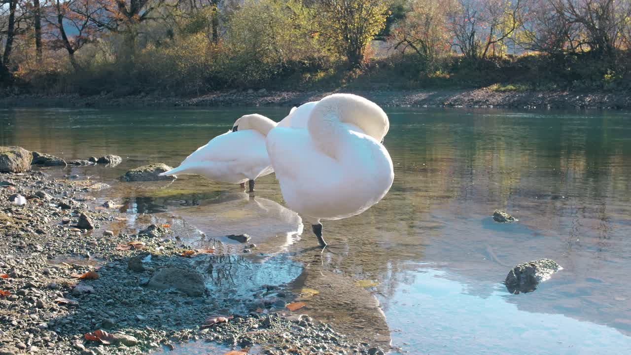 dos cisnes en la clara orilla del lago walensee con el follaje de otoño en walenstadt, suiza