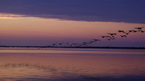 flock of birds flying over lake at sunset