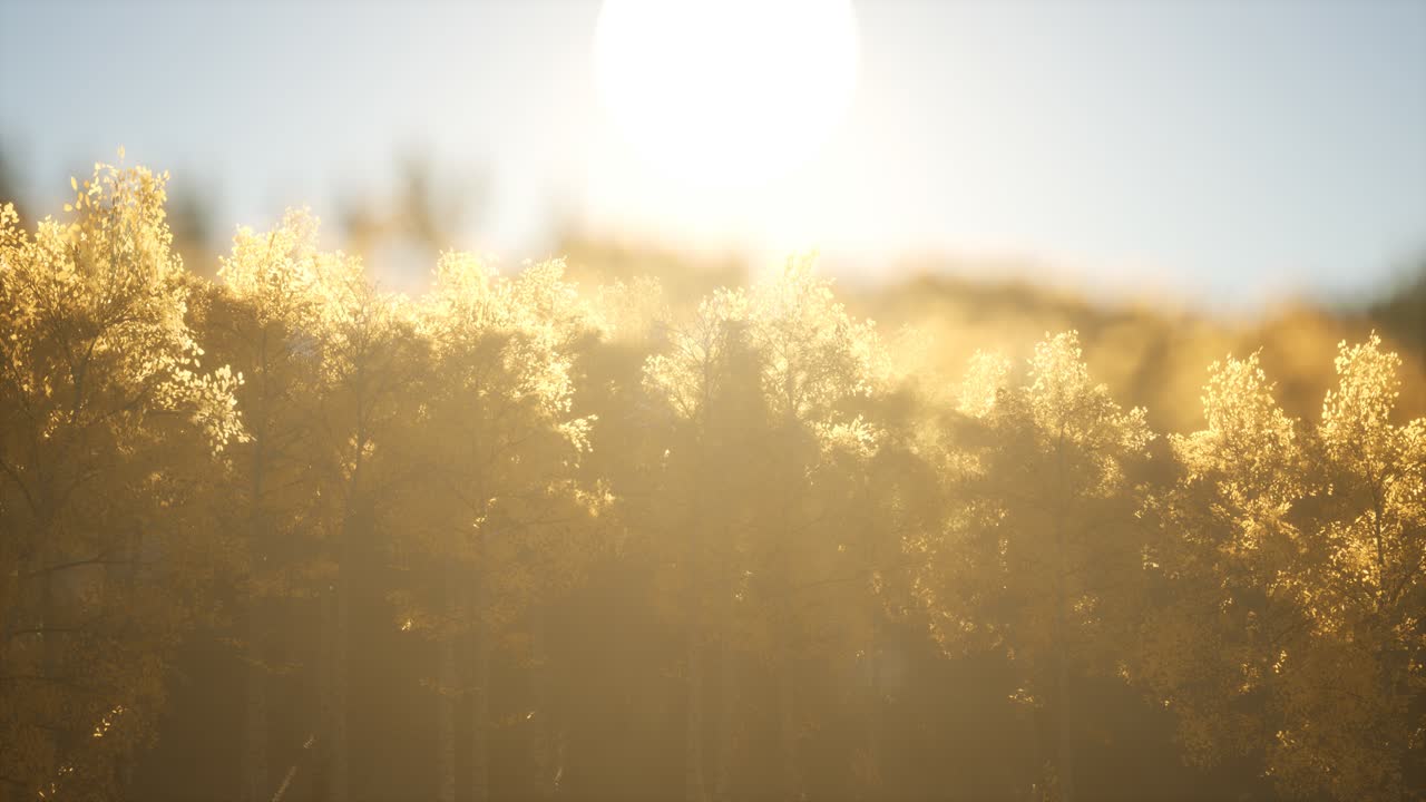 따뜻한  ⁇ 빛으로 해가 뜨면 소나무 숲