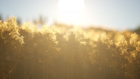 bosque de pinos al amanecer con cálidos rayos de sol