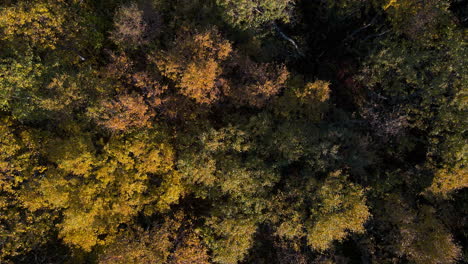 Vibrantes-Colores-Otoñales-Del-Follaje-De-Las-Copas-De-Los-árboles-En-El-Bosque-Alpino