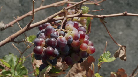 racimo de uvas en maduración