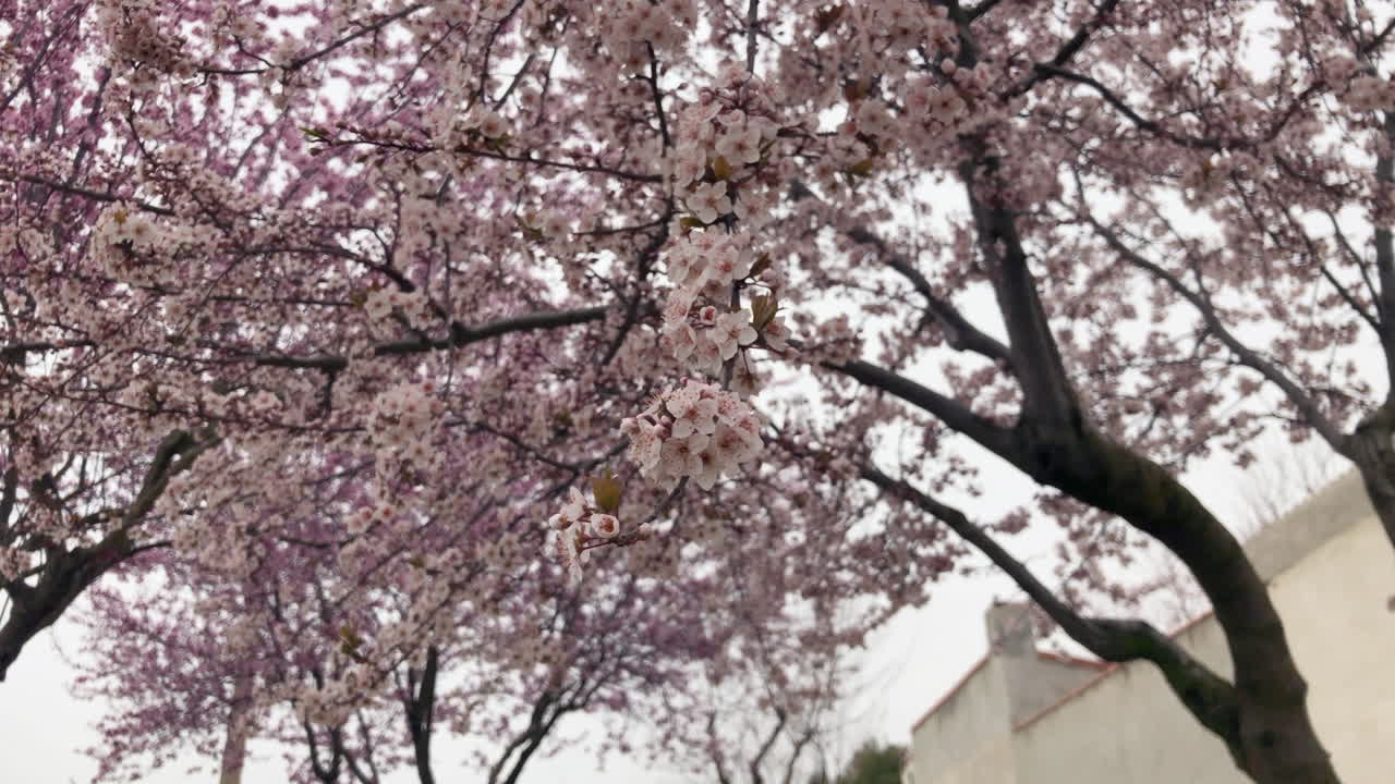 The spring flowers The spring flowers