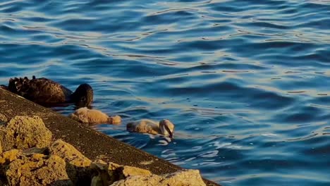 Closeup-of-Black-Swan-with-three-baby-cygnets-in-the-Swan-River,-Perth,-Western-Australia