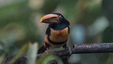 ecuador high mountain tuocan specie in mindo cloud forest