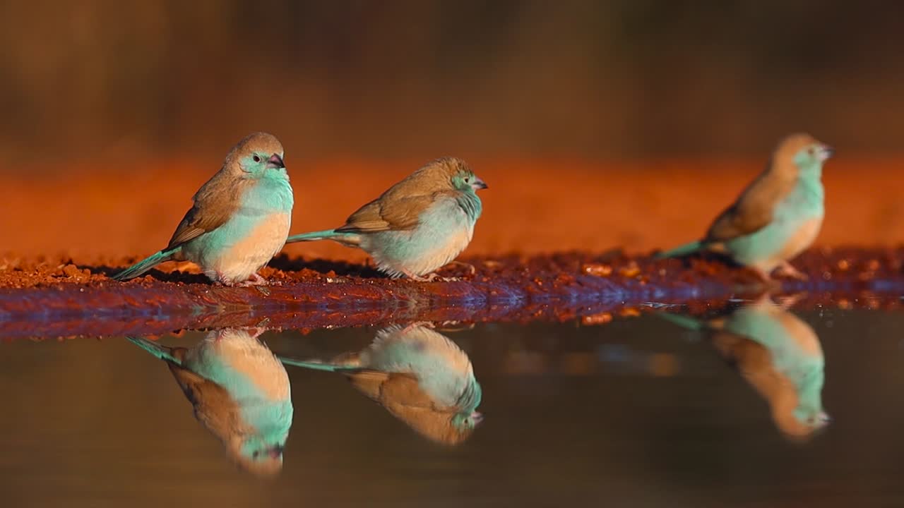 una foto de cuerpo completo en ángulo bajo de tres picos de cera azules disfrutando de su bebida matutina y mostrando su hermoso reflejo, gran kruger