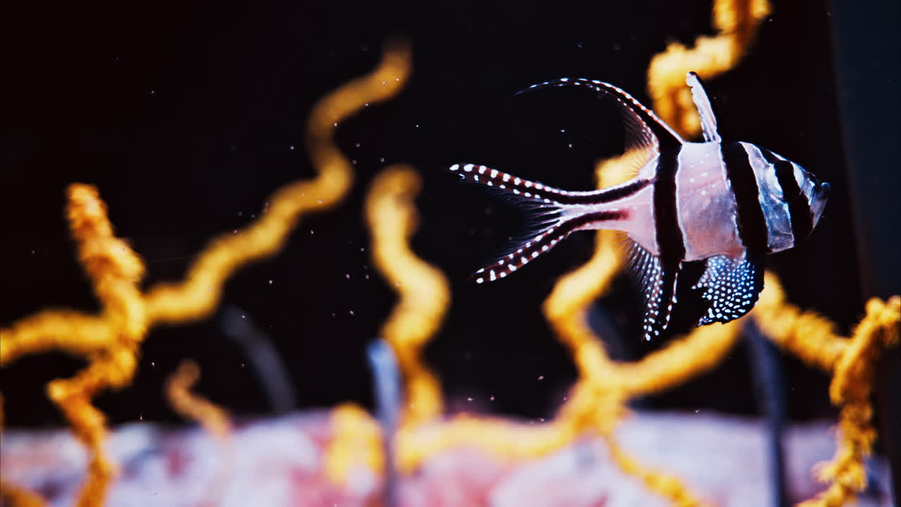 Close up of a Banggai cardinalfish swimming near a coral reef