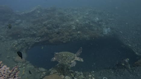 imágenes submarinas de un buzo capturando una tortuga marina nadando alrededor del naufragio usat liberty en tulamben, bali, indonesia
