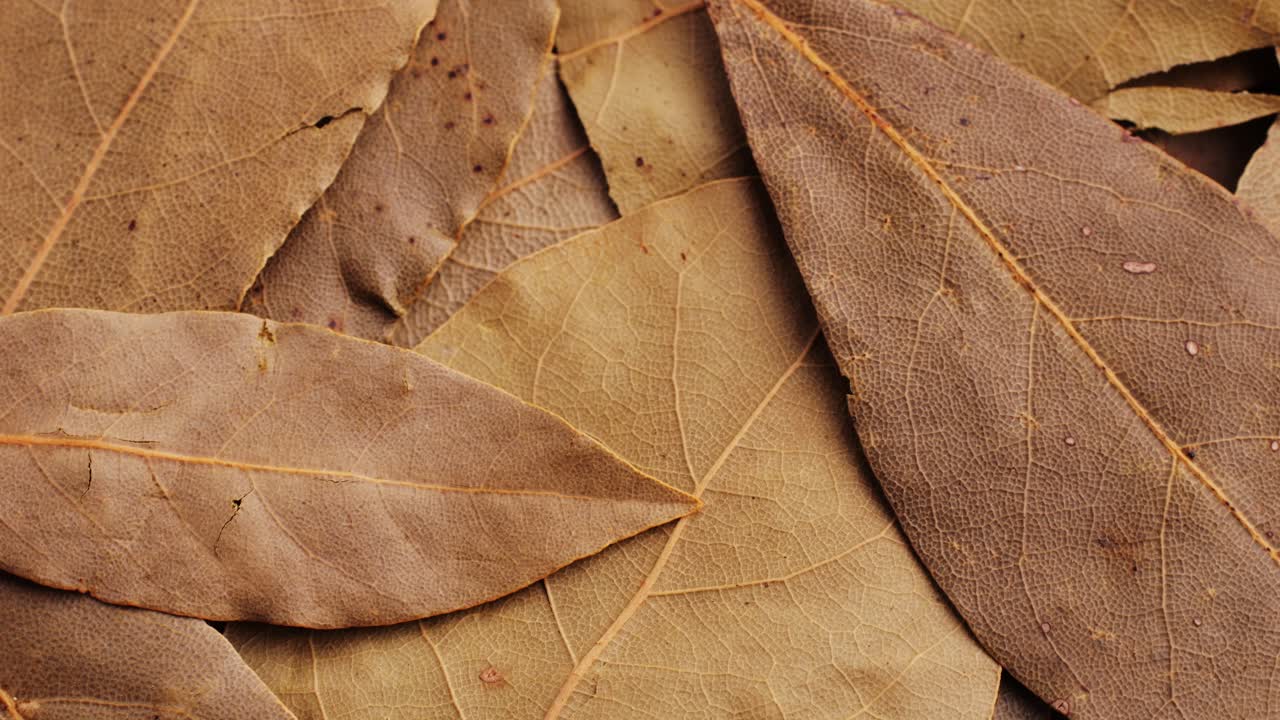 hojas de laurel secas