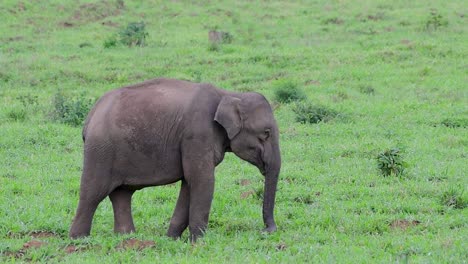 Los-Elefantes-Asiáticos-Son-Especies-En-Peligro-De-Extinción-Y-También-Son-Residentes-De-Tailandia