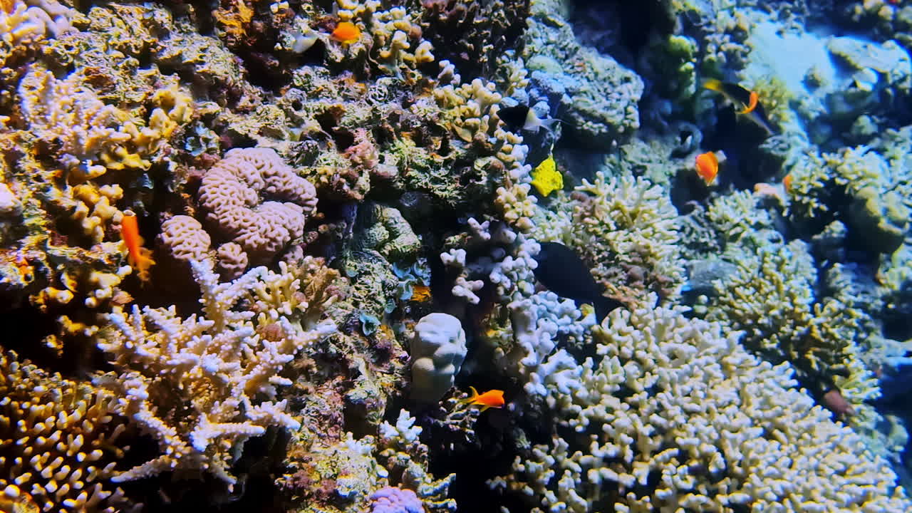 яркий коралловый риф с красочными рыбами