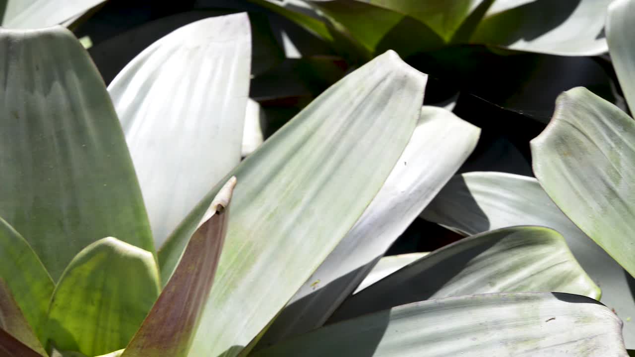 대형 브로멜리아드의 아름다운 정원 가까이
