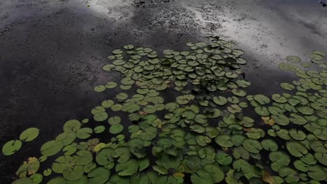 Low-angle-focused-on-water-drone-aerial-shot-of-pond-and-lake-with-green-pods-in-the-water-reflection-of-water-sky