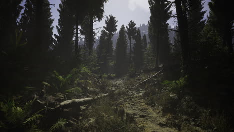 serene forest trail surrounded by tall trees in a tranquil environment