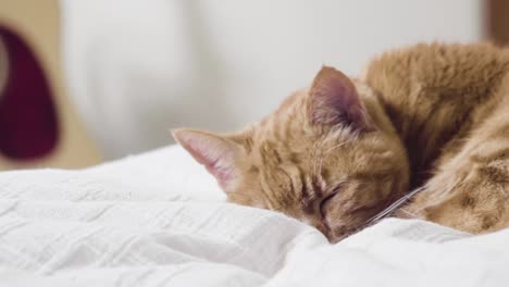 Ginger-cat-sleeping-peacefully-on-white-sheets,-close-up-shot