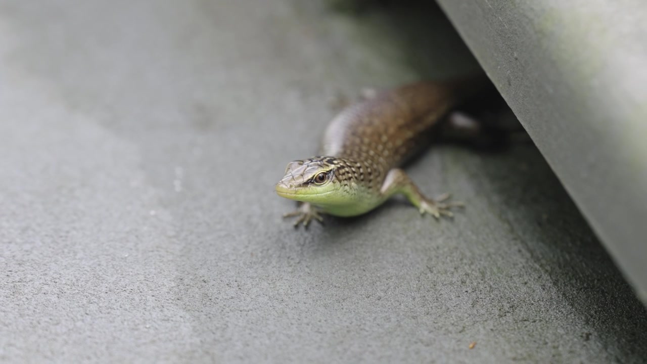 Macro close-up shot of a Common Sun Skink resting still on a smooth surface beneath a concrete structure, looking forward with its glossy scales visible.
