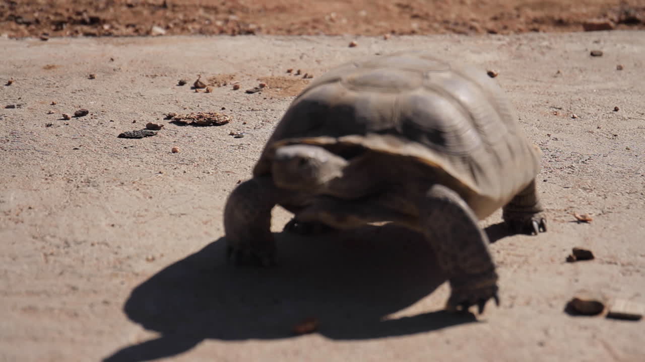 Desert Tortoise