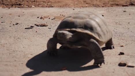 desert tortoise