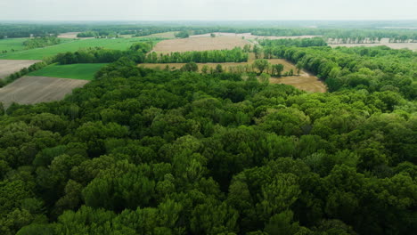 Vastos-Y-Densos-Bosques-Junto-A-Campos-Rurales-Cerca-Del-Parque-Estatal-Big-Cypress-Tree-En-El-Condado-De-Welley,-Tennessee,-EE.UU.