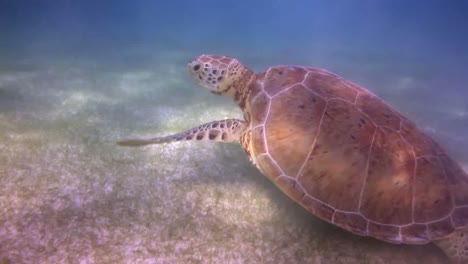 tortuga 69