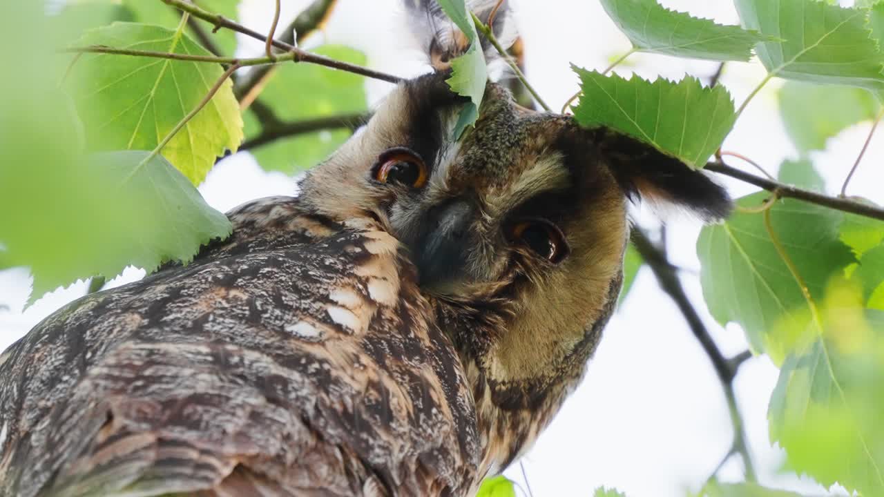 자작나무 가지 사이에 숨어 머리를 천천히 움직이는 긴귀부엉이
