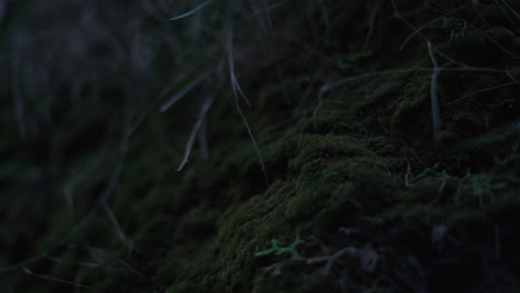 slow pan shot of natural green mossy forest landscape during evening