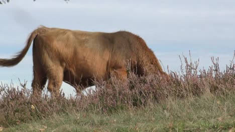 highland cattle grazing alone at the field on a bright windy day