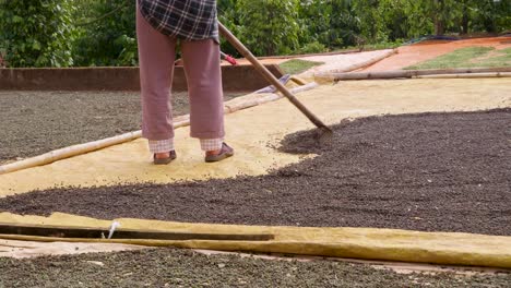 person working on a black pepper farm, farmer spreading the black peppercorn on a tarp