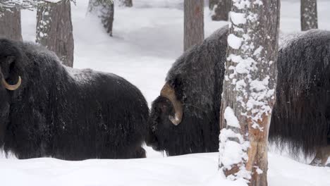 musk ox herd lost in heavy snow-capped winter forest - long medium shot