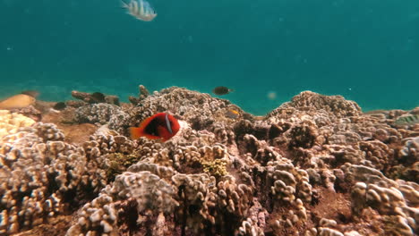 colorful coral reef underwater scene