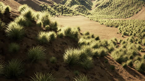 arbusto en el semi-desierto gran desierto