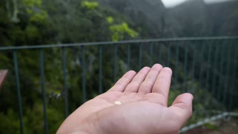 Madeira,-Portugal---Gemeiner-Buchfinkvogel-Fliegt-In-Zeitlupe,-Um-Das-Essen-Auf-Der-Handfläche-Der-Hand-Aufzunehmen---Nahaufnahmeaufnahme