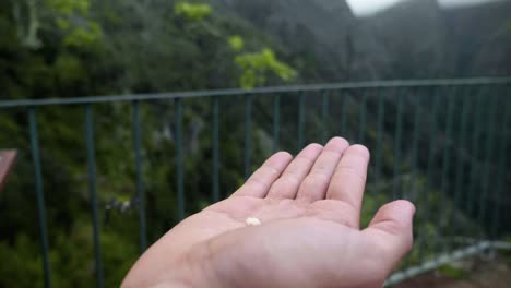 madeira, portugal - pájaro pinzón común vuela en cámara lenta para recoger la comida en la palma de la mano - toma de primer plano