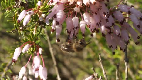 brown bee holding tight on to tiny pink flowers upside down, then flies away