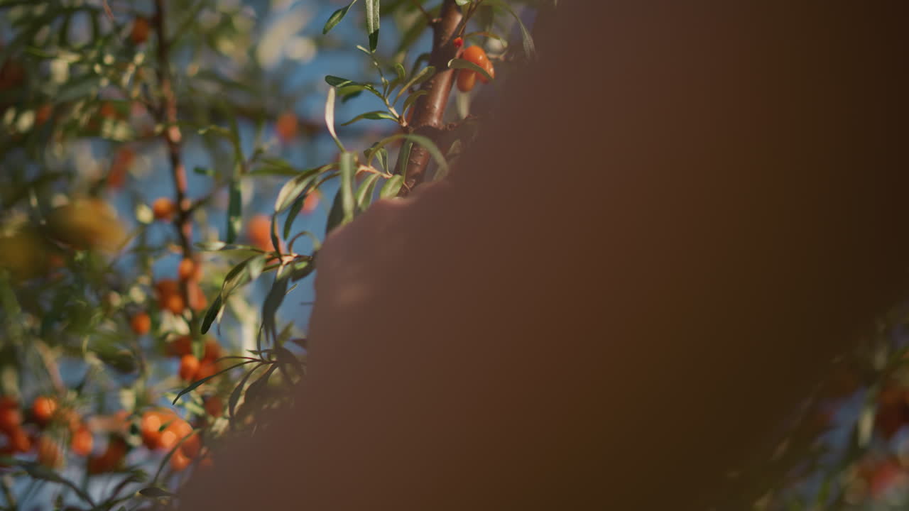 나뭇가지에 클로즈업된 잘 익은 오렌지색 열매, 과일을 따기 위해 뻗은 손, 나뭇잎 사이로 쏟아지는 햇빛, 푸른 하늘 배경, 과수원의 수확 분위기, 채집자와 정원사의 행동, 계절적 풍요, 신선함