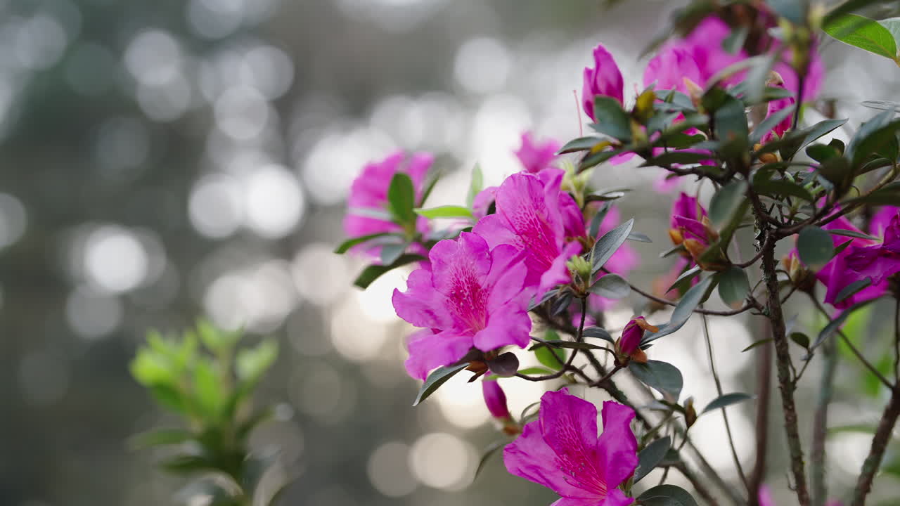 Close up of vibrant pink flowers in full bloom, set against a blurred natural background
